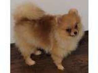 Pomeranian Puppy for sale in New Hope, AL, USA