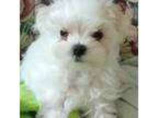Maltese Puppy for sale in Isle, MN, USA
