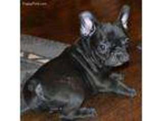 French Bulldog Puppy for sale in Beloit, KS, USA