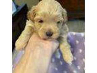 Shih-Poo Puppy for sale in Apopka, FL, USA