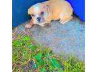 American Bulldog Puppy for sale in Broadview, IL, USA