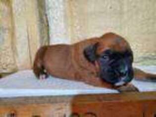 Boxer Puppy for sale in Odon, IN, USA