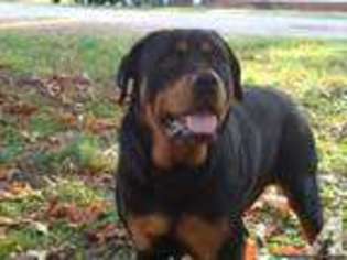 Rottweiler Puppy for sale in MINERAL POINT, MO, USA