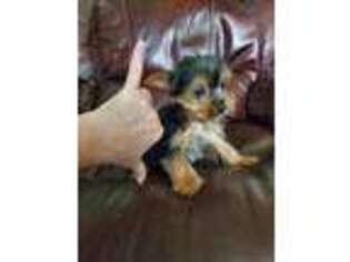 Yorkshire Terrier Puppy for sale in Dedham, MA, USA