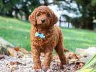Irish Setter Puppy for sale in Apple Creek, OH, USA