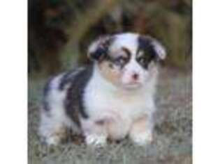 Pembroke Welsh Corgi Puppy for sale in Cameron, TX, USA