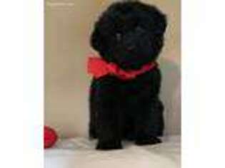 Newfoundland Puppy for sale in Mentor, OH, USA