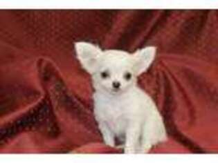 Chihuahua Puppy for sale in Arbela, MO, USA