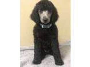 Mutt Puppy for sale in Spring Valley, MN, USA