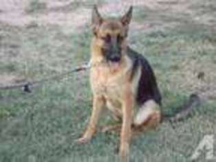 German Shepherd Dog Puppy for sale in ODESSA, TX, USA
