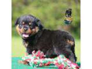 Rottweiler Puppy for sale in Uniontown, AL, USA