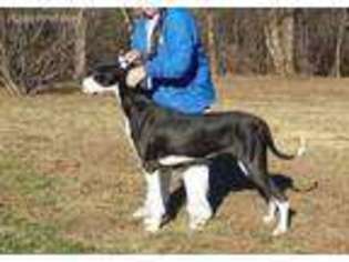 Great Dane Puppy for sale in Salyersville, KY, USA