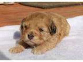 Mutt Puppy for sale in Reno, NV, USA