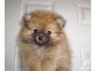 Pomeranian Puppy for sale in PEARCE, AZ, USA
