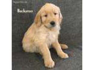 Goldendoodle Puppy for sale in Pagosa Springs, CO, USA