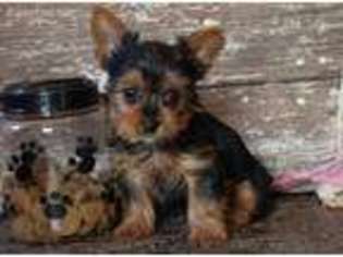 Yorkshire Terrier Puppy for sale in Boyden, IA, USA