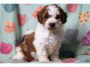 Mutt Puppy for sale in Richmond, IN, USA