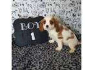 Cavalier King Charles Spaniel Puppy for sale in Cambria, WI, USA