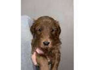 Goldendoodle Puppy for sale in Chowchilla, CA, USA