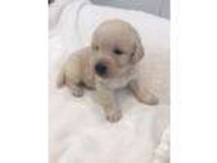Labradoodle Puppy for sale in Encinitas, CA, USA