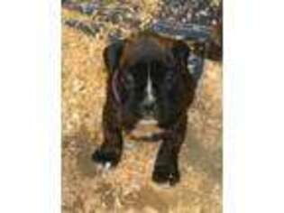 Boxer Puppy for sale in Wolf Creek, OR, USA