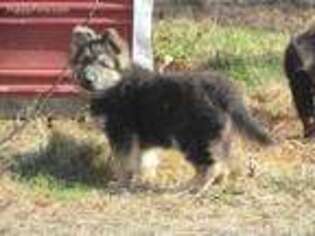 German Shepherd Dog Puppy for sale in Mechanicsburg, PA, USA