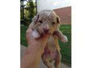 Mutt Puppy for sale in Ravenswood, WV, USA