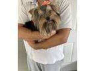 Yorkshire Terrier Puppy for sale in Denver, CO, USA