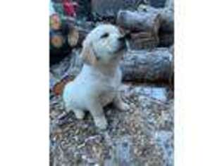 Golden Retriever Puppy for sale in Lake Stevens, WA, USA