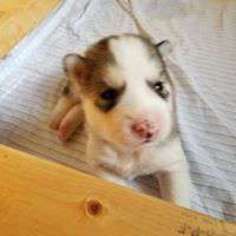 Siberian Husky Puppy for sale in New Kent, VA, USA