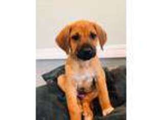 Rhodesian Ridgeback Puppy for sale in Elk City, KS, USA