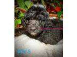 Saint Berdoodle Puppy for sale in Winston, GA, USA