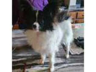 Papillon Puppy for sale in Jacksonville, FL, USA
