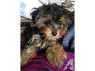 Yorkshire Terrier Puppy for sale in TOPEKA, KS, USA