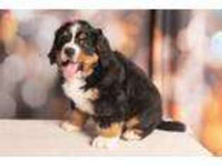Bernese Mountain Dog Puppy for sale in Pierce, NE, USA