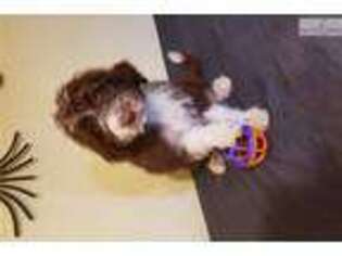 Portuguese Water Dog Puppy for sale in Little Rock, AR, USA