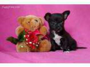 Chihuahua Puppy for sale in Holtwood, PA, USA