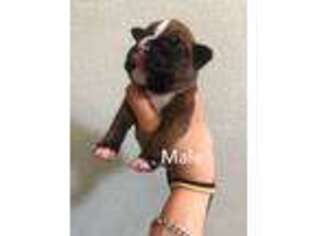Boxer Puppy for sale in Arlington, TX, USA
