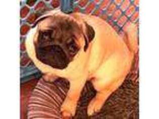 Pug Puppy for sale in Arabi, GA, USA
