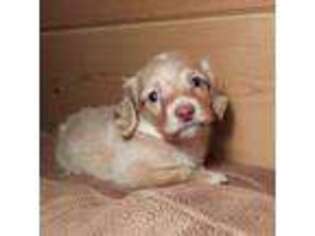 Dachshund Puppy for sale in Swink, OK, USA