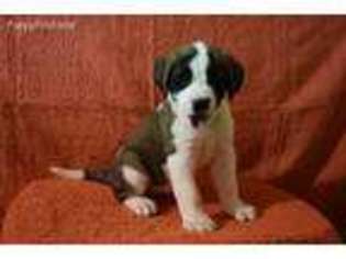Saint Bernard Puppy for sale in Sugarcreek, OH, USA