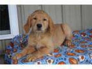 Golden Retriever Puppy for sale in Fort Wayne, IN, USA
