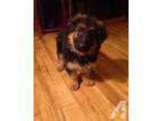 German Shepherd Dog Puppy for sale in GOODHUE, MN, USA