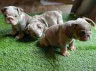 Bulldog Puppy for sale in Vacaville, CA, USA