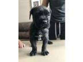Cane Corso Puppy for sale in Washington Court House, OH, USA