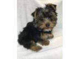 Yorkshire Terrier Puppy for sale in Silver Creek, GA, USA