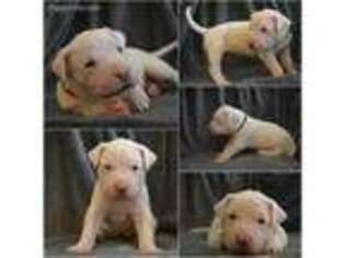 Dogo Argentino Puppy for sale in Fredericksburg, VA, USA