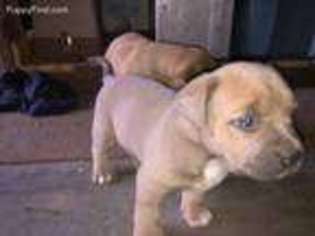 Fila Brasileiro Puppy for sale in Kamiah, ID, USA