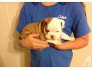 Bulldog Puppy for sale in OWENSBORO, KY, USA