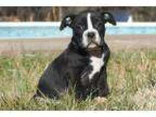Alapaha Blue Blood Bulldog Puppy for sale in Huntsville, AR, USA